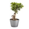 Bonsai In 17cm Terracotta Plastic Pot 1 Bonsai In 17cm Terracotta Plastic Pot -Outdoor Garden bonsai in 17cm terracotta plastic pot3663602462781 02c bq