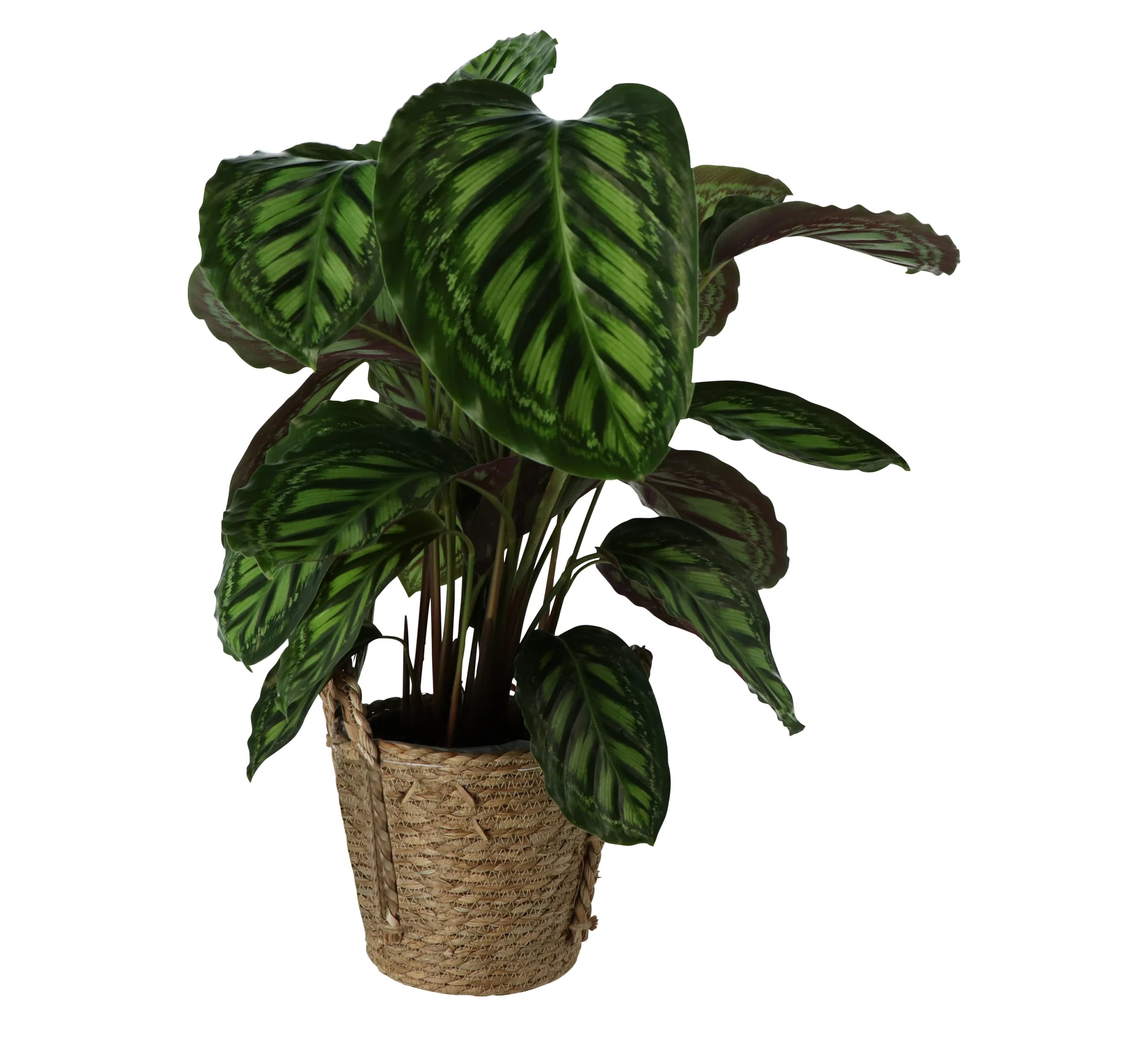 Calathea In 19cm Natural Cattail & Plastic Decorative Pot 3 Calathea In 19cm Natural Cattail & Plastic Decorative Pot
