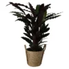 Calathea Wavestar In 19cm Natural Cattail & Plastic Decorative Pot -Outdoor Garden calathea wavestar in 19cm natural cattail plastic decorative pot5059340126913 02c