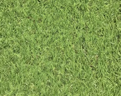 Dennis Artificial Grass 8m² (T)22mm -Outdoor Garden dennis artificial grass 8m t 22mm3663602425175 36c