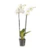 Double Stem Moth Orchid In 12cm Clear Plastic Grow Pot 1 Double Stem Moth Orchid In 12cm Clear Plastic Grow Pot -Outdoor Garden double stem moth orchid in 12cm clear plastic grow pot3663602462873 02c bq