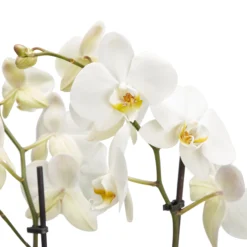 Double Stem Moth Orchid In 12cm Clear Plastic Grow Pot -Outdoor Garden double stem moth orchid in 12cm clear plastic grow pot3663602462873 36c bq
