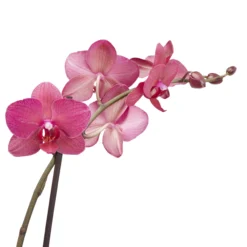 Double Stem Moth Orchid In 12cm Clear Plastic Grow Pot -Outdoor Garden double stem moth orchid in 12cm clear plastic grow pot3663602462873 38c bq