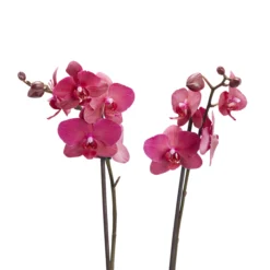 Double Stem Moth Orchid In 12cm Clear Plastic Grow Pot -Outdoor Garden double stem moth orchid in 12cm clear plastic grow pot3663602462873 39c bq