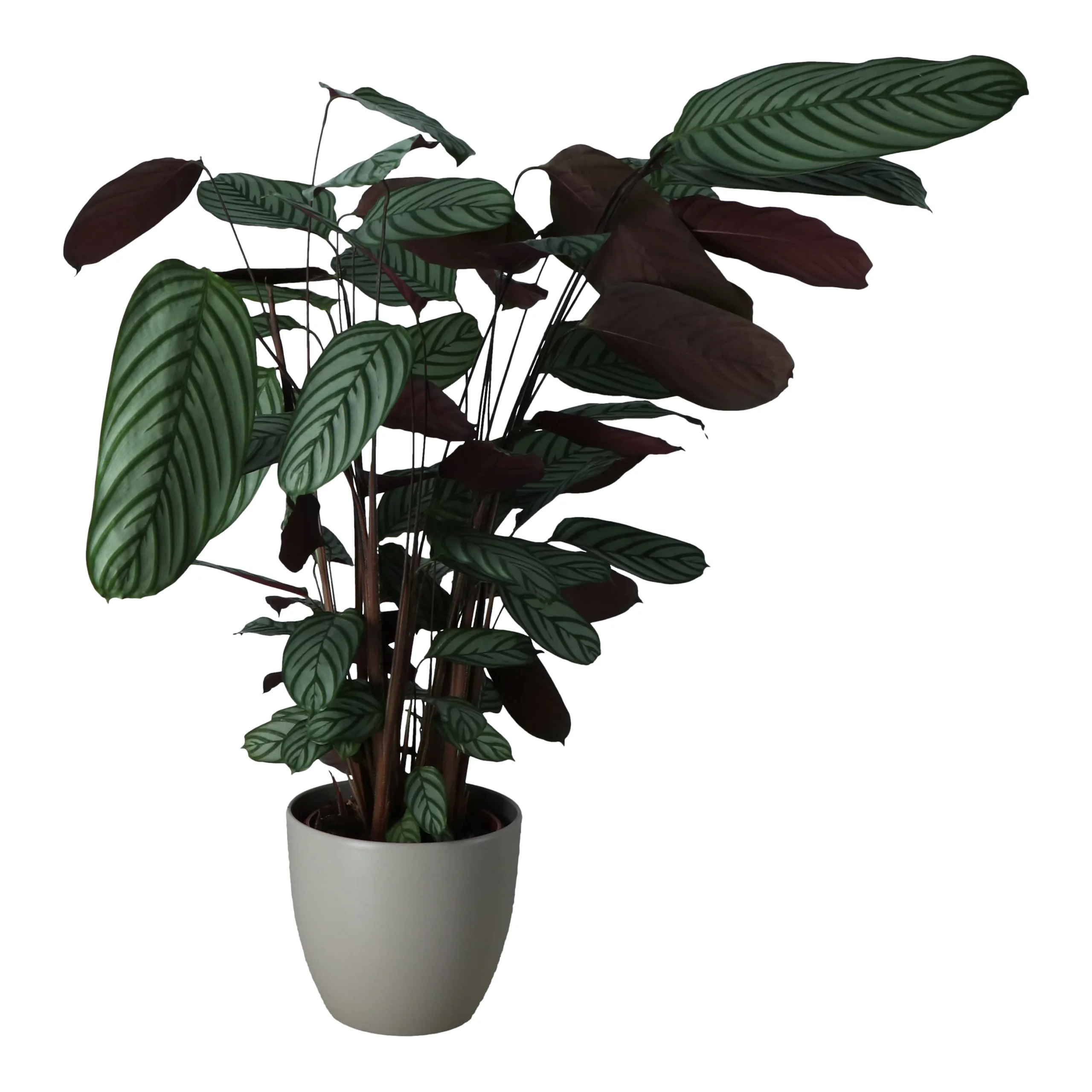 Dragon Tree In 24cm Assorted Ceramic Decorative Pot 4 Dragon Tree In 24cm Assorted Ceramic Decorative Pot - Image 2