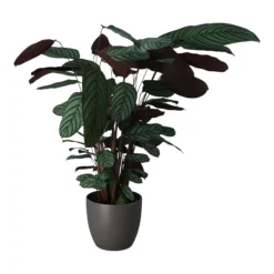 Dragon Tree In 24cm Assorted Ceramic Decorative Pot 7 Dragon Tree In 24cm Assorted Ceramic Decorative Pot -Outdoor Garden dragon tree in 24cm assorted ceramic decorative pot5059340827858 22c