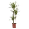 Dragon Tree In 24cm Terracotta Plastic Grow Pot -Outdoor Garden dragon tree in 24cm terracotta plastic grow pot3663602462453 02c bq
