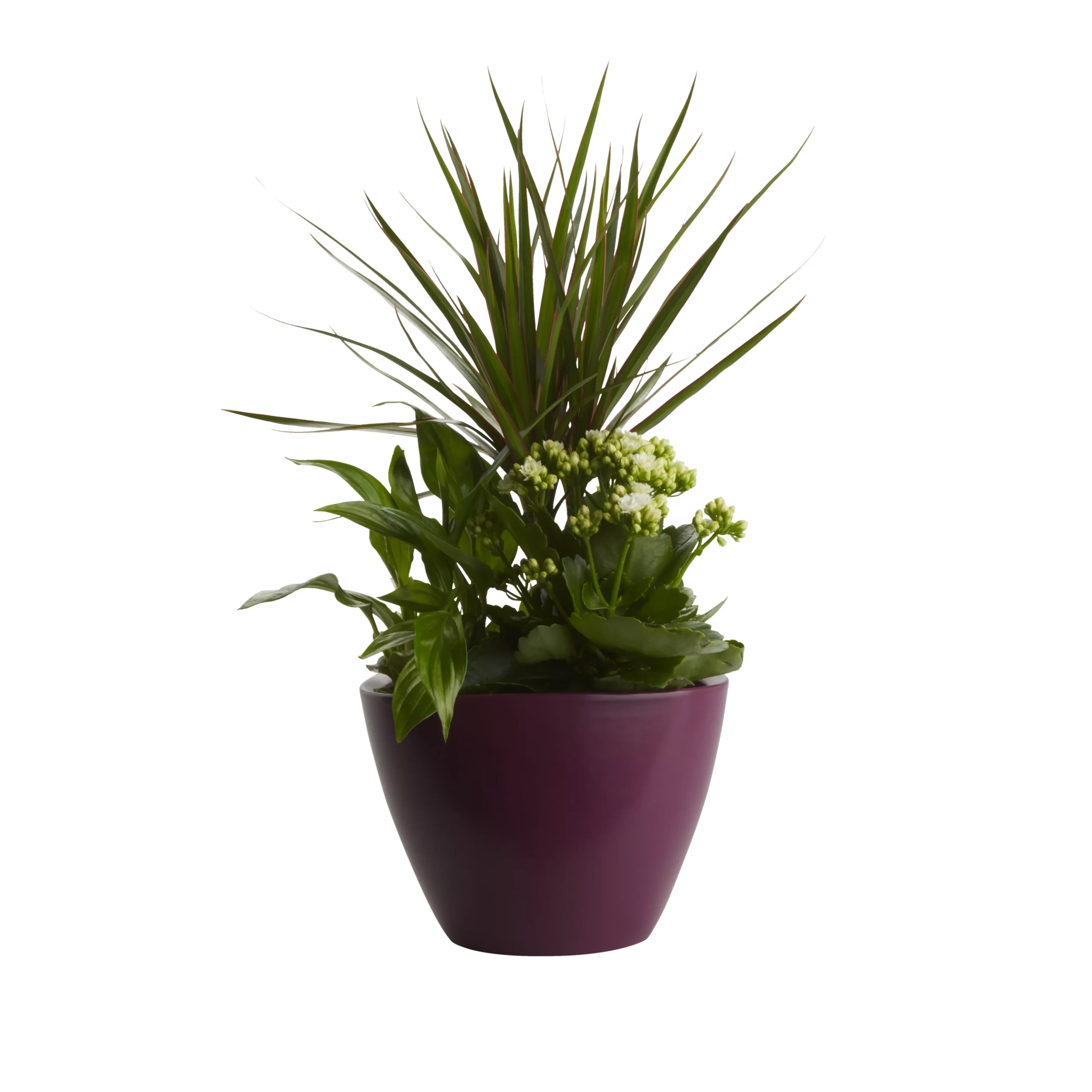 Houseplant Arrangement In 17cm Assorted Ceramic Pot 4 Houseplant Arrangement In 17cm Assorted Ceramic Pot - Image 2