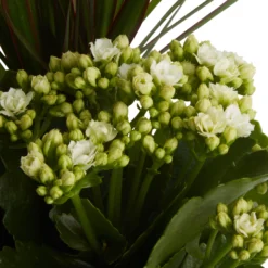 Houseplant Arrangement In 17cm Assorted Ceramic Pot 18 Houseplant Arrangement In 17cm Assorted Ceramic Pot -Outdoor Garden houseplant arrangement in 17cm assorted ceramic pot3663602497318 36c bq