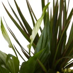 Houseplant Arrangement In 17cm Assorted Ceramic Pot 19 Houseplant Arrangement In 17cm Assorted Ceramic Pot -Outdoor Garden houseplant arrangement in 17cm assorted ceramic pot3663602497318 37c bq