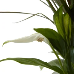 Houseplant Arrangement In 17cm Assorted Ceramic Pot 21 Houseplant Arrangement In 17cm Assorted Ceramic Pot -Outdoor Garden houseplant arrangement in 17cm assorted ceramic pot3663602497318 39c bq