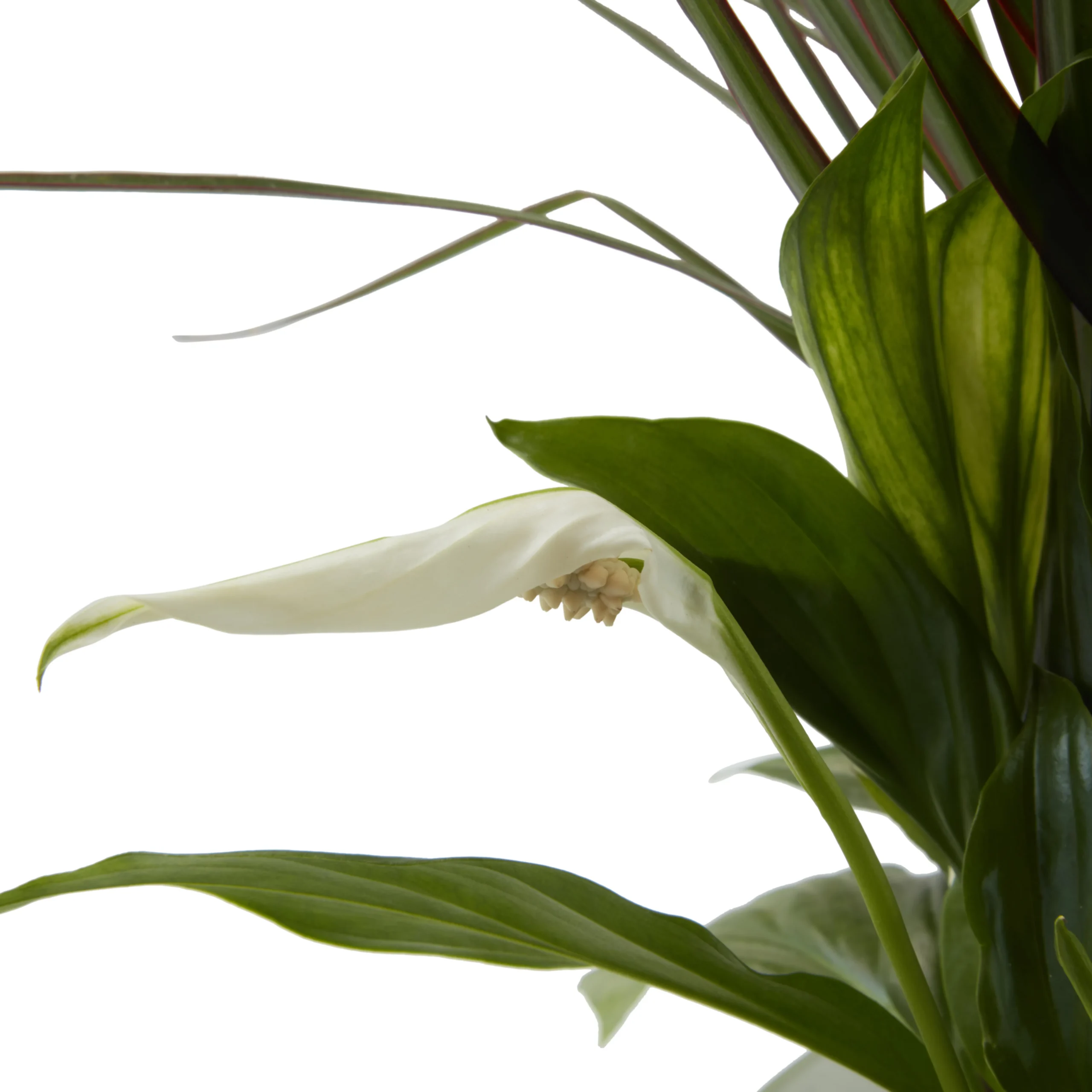 Houseplant Arrangement In 17cm Assorted Ceramic Pot 10 Houseplant Arrangement In 17cm Assorted Ceramic Pot - Image 8