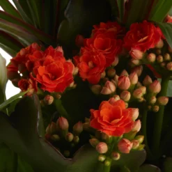 Houseplant Arrangement In 17cm Assorted Ceramic Pot 22 Houseplant Arrangement In 17cm Assorted Ceramic Pot -Outdoor Garden houseplant arrangement in 17cm assorted ceramic pot3663602497318 40c bq