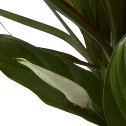 Houseplant Arrangement In 17cm Assorted Ceramic Pot 23 Houseplant Arrangement In 17cm Assorted Ceramic Pot -Outdoor Garden houseplant arrangement in 17cm assorted ceramic pot3663602497318 41c bq