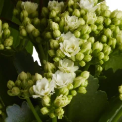 Houseplant Arrangement In 17cm Assorted Ceramic Pot 24 Houseplant Arrangement In 17cm Assorted Ceramic Pot -Outdoor Garden houseplant arrangement in 17cm assorted ceramic pot3663602497318 42c bq