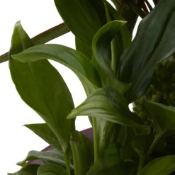 Houseplant Arrangement In 17cm Assorted Ceramic Pot 25 Houseplant Arrangement In 17cm Assorted Ceramic Pot -Outdoor Garden houseplant arrangement in 17cm assorted ceramic pot3663602497318 43c bq