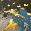 Hozelock Polyester Pond Cover Net 0.23x0.11m 2 Hozelock Polyester Pond Cover Net 0.23x0.11m -Outdoor Garden hozelock polyester pond cover net 0 23x0 11m5010646053600 01i