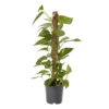 Ivy In 19cm Black Plastic Grow Pot -Outdoor Garden ivy in 19cm black plastic grow pot3663602462491 02c bq