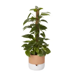 Ivy In 19cm Black Plastic Grow Pot -Outdoor Garden ivy in 19cm black plastic grow pot3663602462491 22c