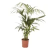 Kentia Palm In 19cm Terracotta Plastic Grow Pot -Outdoor Garden kentia palm in 19cm terracotta plastic grow pot3663602462385 02c bq