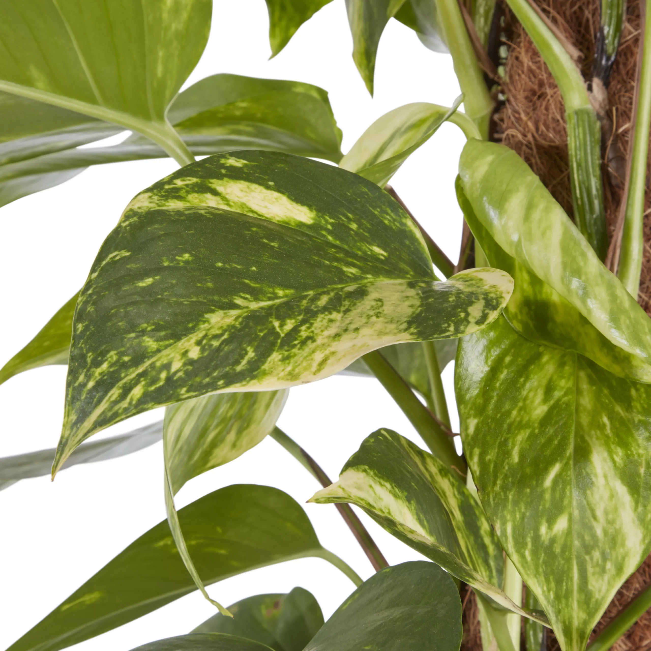 Kentia Palm In 19cm Terracotta Plastic Grow Pot 5 Kentia Palm In 19cm Terracotta Plastic Grow Pot - Image 3