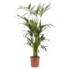 Kentia Palm In 24cm Terracotta Plastic Grow Pot -Outdoor Garden kentia palm in 24cm terracotta plastic grow pot3663602462378 02c bq