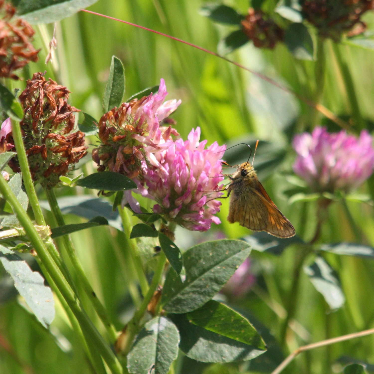 Meadowmat Wildflower Turf, 20m² Pack 6 Meadowmat Wildflower Turf, 20m² Pack - Image 4