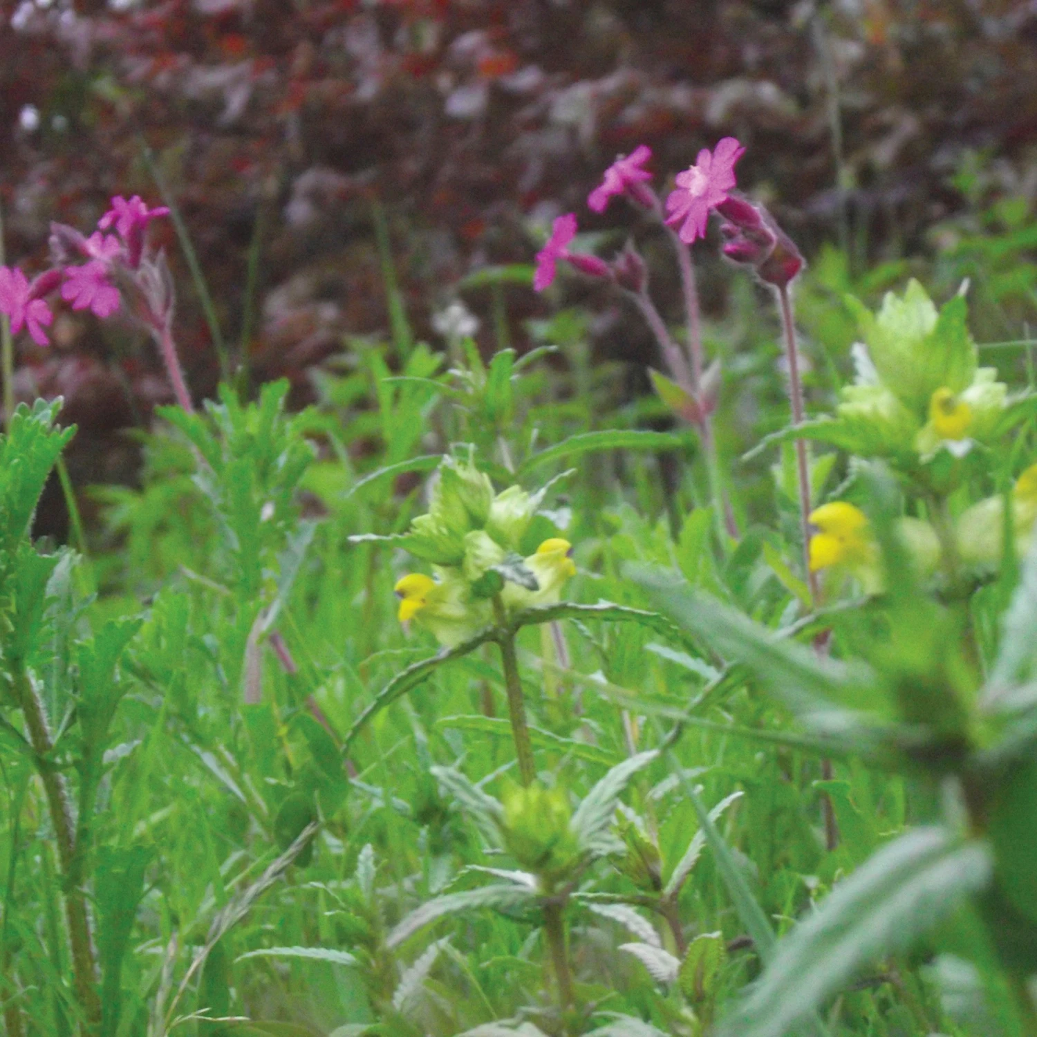 Meadowmat Wildflower Turf, 20m² Pack 9 Meadowmat Wildflower Turf, 20m² Pack - Image 7