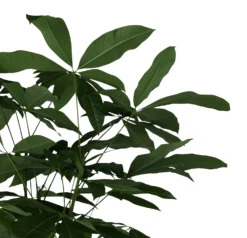 Mexican Fortune Tree In 19cm Terracotta Plastic Grow Pot -Outdoor Garden mexican fortune tree in 19cm terracotta plastic grow pot5059340127002 36c