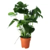 Monstera In 19cm Terracotta Plastic Grow Pot -Outdoor Garden monstera in 19cm terracotta plastic grow pot5059340127033 02c
