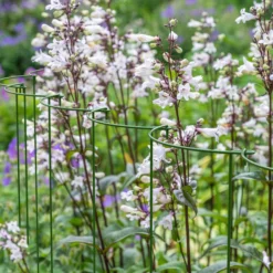 Panacea Steel Curved Plant Support Frame (L)60cm (Dia)25cm, Set Of 4 -Outdoor Garden panacea steel curved plant support frame l 60cm dia 25cm set of 40093432825297 01i bq