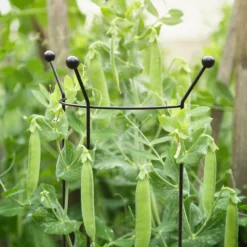 Panacea Steel Curved Plant Support Frame (L)84cm (Dia)27cm 5 Panacea Steel Curved Plant Support Frame (L)84cm (Dia)27cm -Outdoor Garden panacea steel curved plant support frame l 84cm dia 27cm0093432825495 01i bq