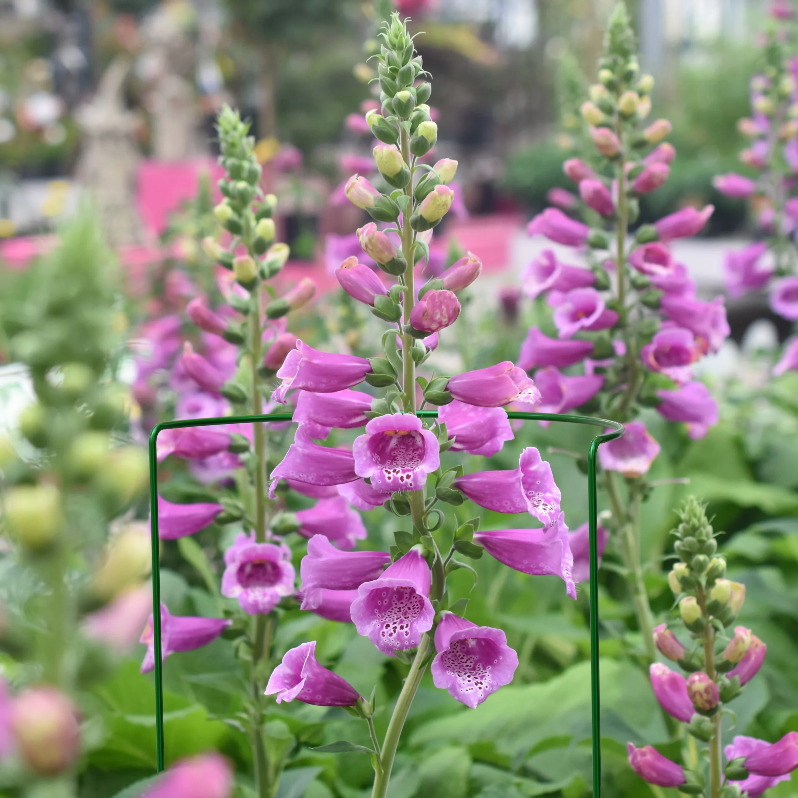 Panacea Steel Curved Plant Support Frame (L)90cm (Dia)40cm, Pack Of 3 4 Panacea Steel Curved Plant Support Frame (L)90cm (Dia)40cm, Pack Of 3 - Image 2