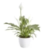 Peace Lily In 14cm White Ceramic Grow Pot -Outdoor Garden peace lily in 14cm white ceramic grow pot3663602462682 02c bq