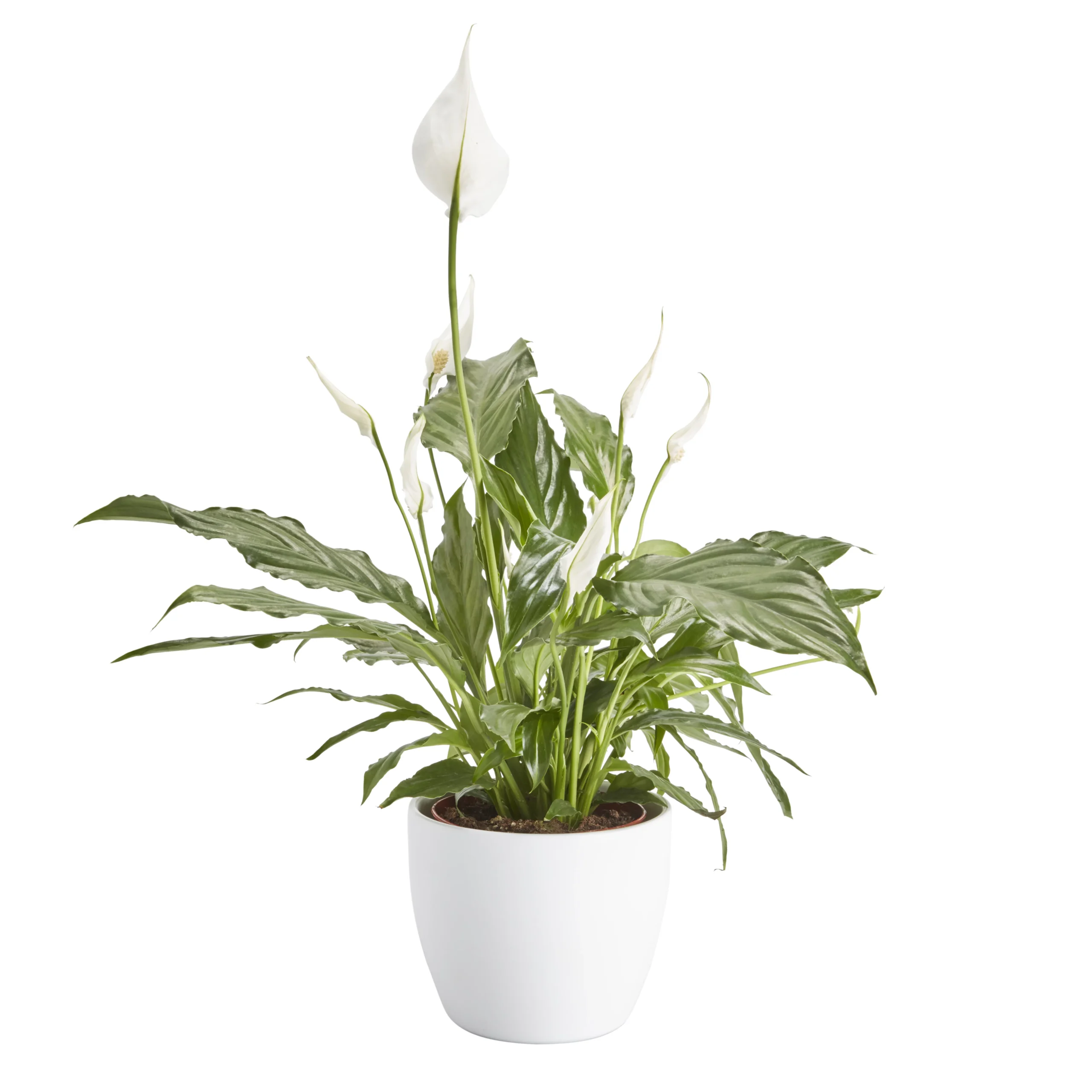 Peace Lily In 14cm White Ceramic Grow Pot 3 Peace Lily In 14cm White Ceramic Grow Pot