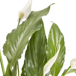 Peace Lily In 14cm White Ceramic Grow Pot 5 Peace Lily In 14cm White Ceramic Grow Pot -Outdoor Garden peace lily in 14cm white ceramic grow pot3663602462682 36c bq