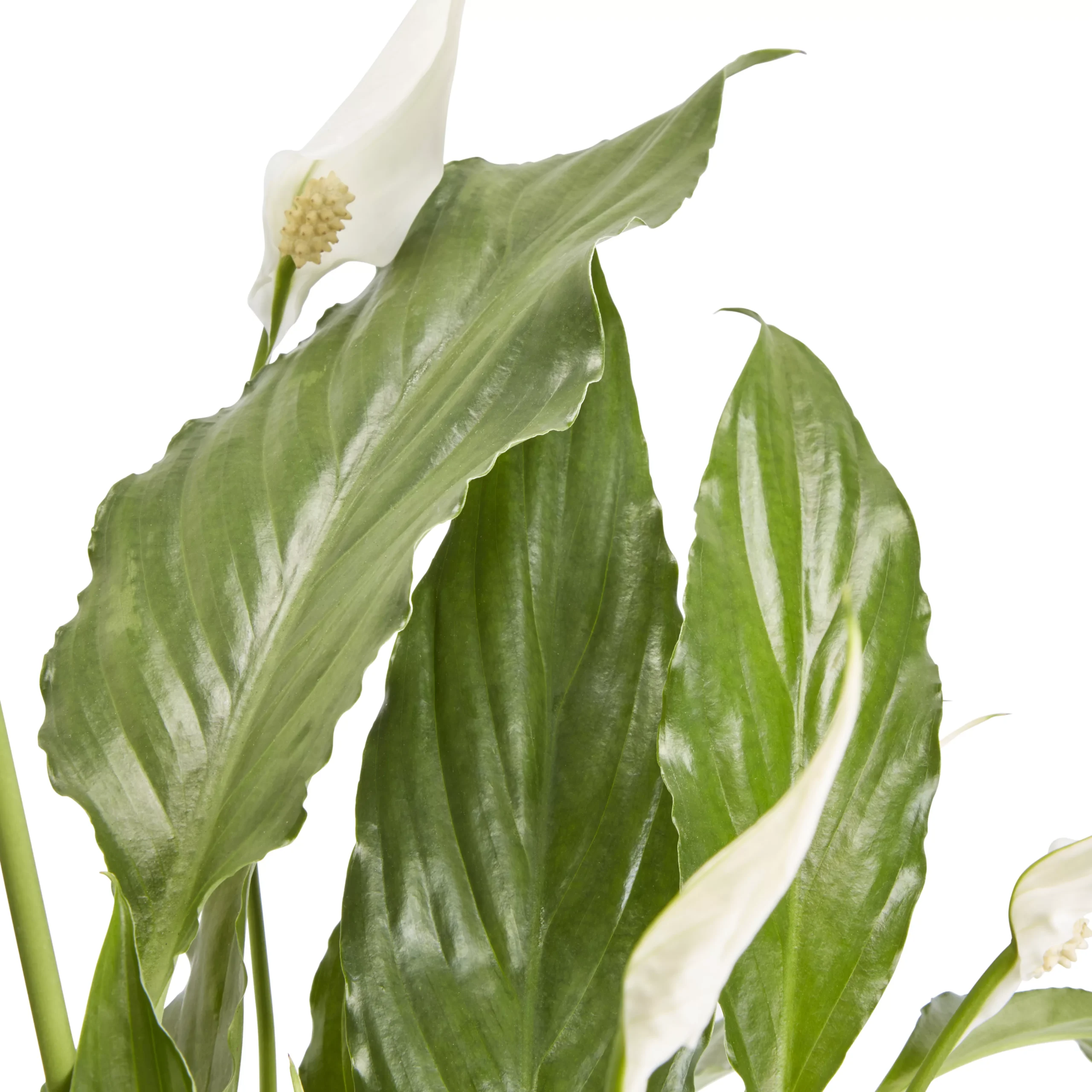 Peace Lily In 14cm White Ceramic Grow Pot 4 Peace Lily In 14cm White Ceramic Grow Pot - Image 2