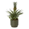 Pineapple Plant In 13.5cm Assorted Ceramic Decorative Pot -Outdoor Garden pineapple plant in 13 5cm assorted ceramic decorative pot5059340224435 02c