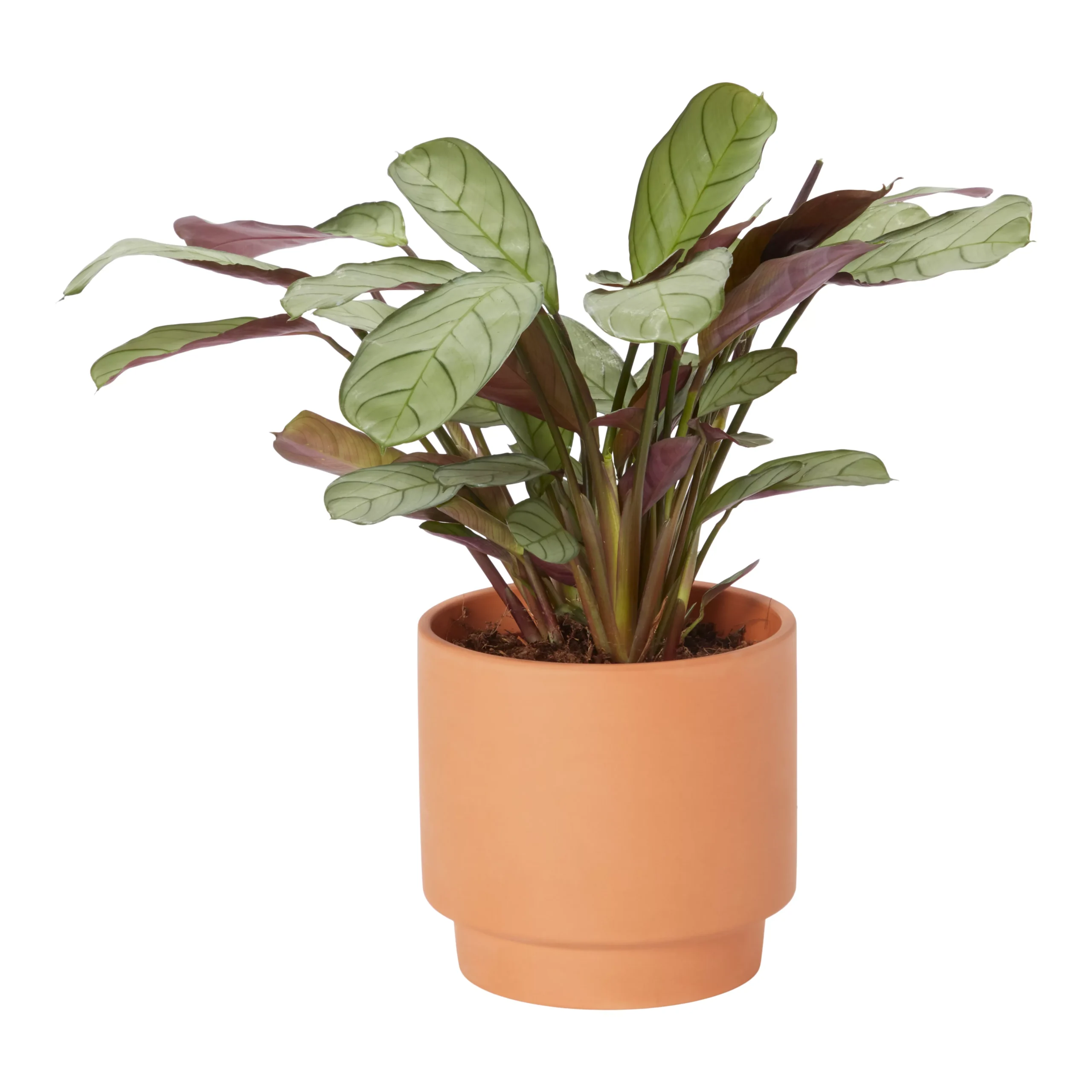 Prayer Plant Pale Grey Ceramic Decorative Pot 3 Prayer Plant Pale Grey Ceramic Decorative Pot