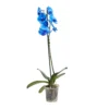 Single Stem Blue Moth Orchid In 12cm Clear Plastic Grow Pot -Outdoor Garden single stem blue moth orchid in 12cm clear plastic grow pot3663602462927 02c bq