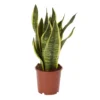 Snake Plant In 14cm Terracotta Plastic Grow Pot 2 Snake Plant In 14cm Terracotta Plastic Grow Pot -Outdoor Garden snake plant in 14cm terracotta plastic grow pot3663602462576 02c bq