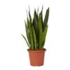Snake Plant In 25cm Plastic Pot -Outdoor Garden snake plant in 25cm plastic pot5059340224657 02c