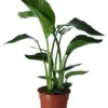 Strelitzia In 17cm Terracotta Plastic Grow Pot 2 Strelitzia In 17cm Terracotta Plastic Grow Pot -Outdoor Garden strelitzia in 17cm terracotta plastic grow pot5059340224374 02c