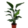 Strelitzia In 21cm Terracotta Plastic Grow Pot -Outdoor Garden strelitzia in 21cm terracotta plastic grow pot5059340224404 02c