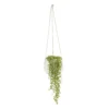 String Of Beads In 13cm White Ceramic Hanging Pot -Outdoor Garden string of beads in 13cm white ceramic hanging pot3663602497356 02c bq