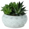 Succulent In 14cm Assorted Ceramic Decorative Pot 2 Succulent In 14cm Assorted Ceramic Decorative Pot -Outdoor Garden succulent in 14cm assorted ceramic decorative pot3663602463368 02c