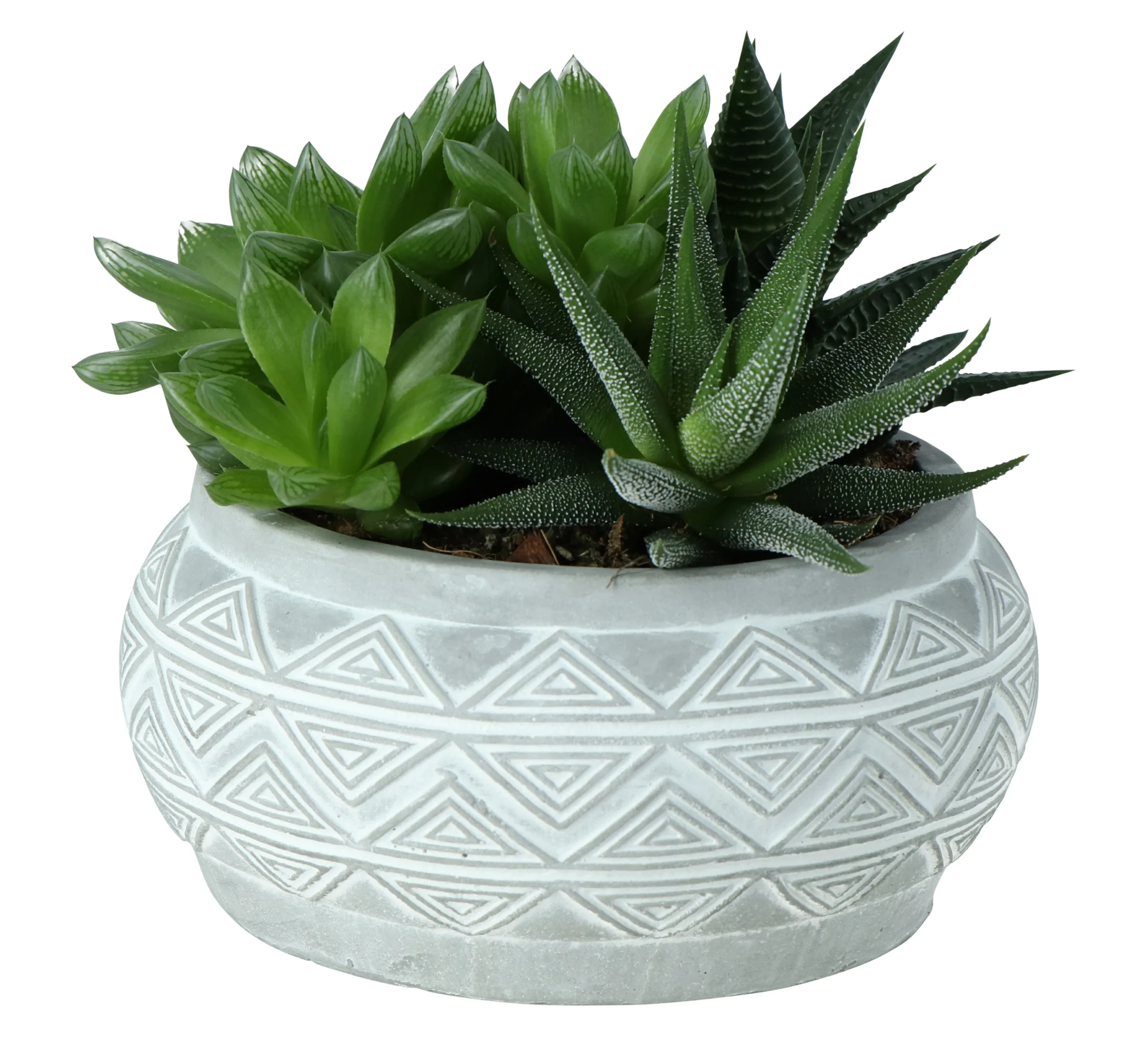 Succulent In 14cm Assorted Ceramic Decorative Pot 3 Succulent In 14cm Assorted Ceramic Decorative Pot