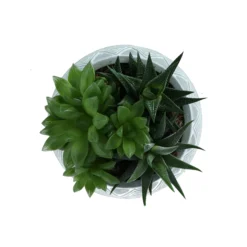 Succulent In 14cm Assorted Ceramic Decorative Pot 5 Succulent In 14cm Assorted Ceramic Decorative Pot -Outdoor Garden succulent in 14cm assorted ceramic decorative pot3663602463368 38c bq