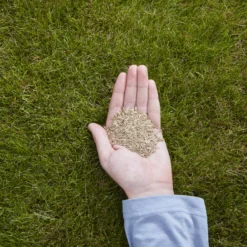 Verve Easy Start Coated Grass Seeds, 1.5kg -Outdoor Garden verve easy start coated grass seeds 1 5kg3663602947493 01i