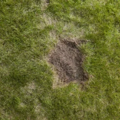 Verve Easy Start Coated Grass Seeds, 1.5kg -Outdoor Garden verve easy start coated grass seeds 1 5kg3663602947493 04i